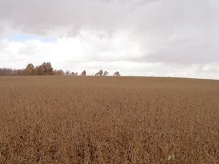 Property photo 5 - 97 +/- Acres Tillable Land Auction